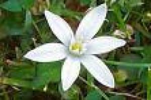 CENTRO DE TERAPEUTAS FLORALES®