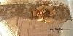 Diseño y Realización de Corset