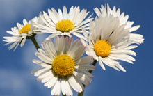 MAESTRÍA INTERNACIONAL EXPERTO EN GESTIÓN DEL CAMBIO CLIMÁTICO - DIPLOMA ACREDITADO POR APOSTILLA DE LA HAYA -